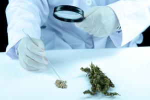How to Use Data from College Marijuana Smokers to Improve Your Marketing Campaigns